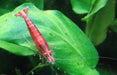 Neocaridina Davidi Red