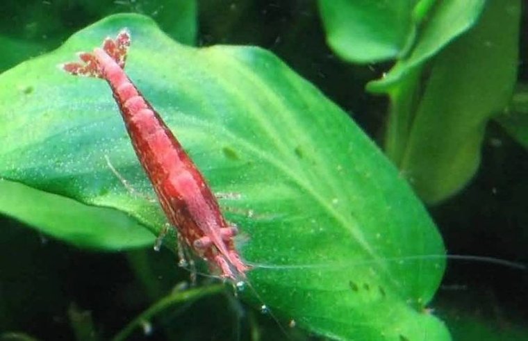 Neocaridina Davidi Red
