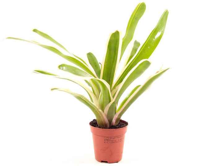 Neoregelia Mix