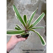 Neoregelia Mix