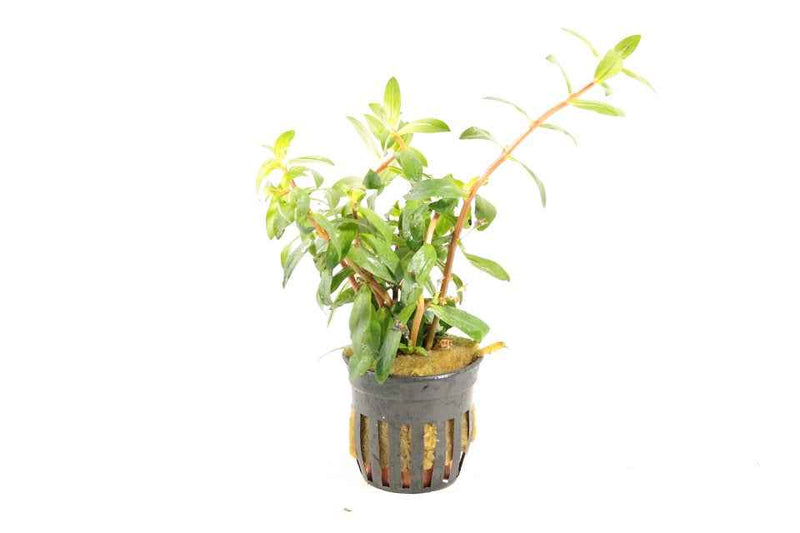 Nesaea Crassicaulis