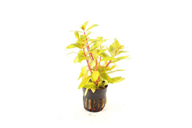 Nesaea Pedicellata Golden