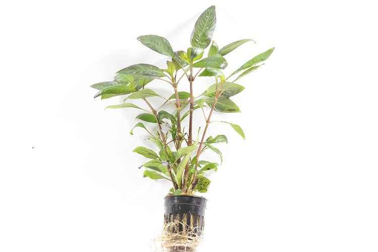 Nomaphila Siamensis