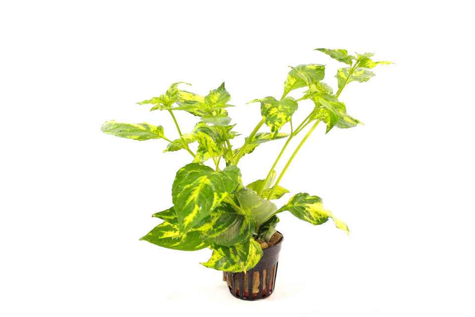 Nomaphila Variegata - Aquarium Planten