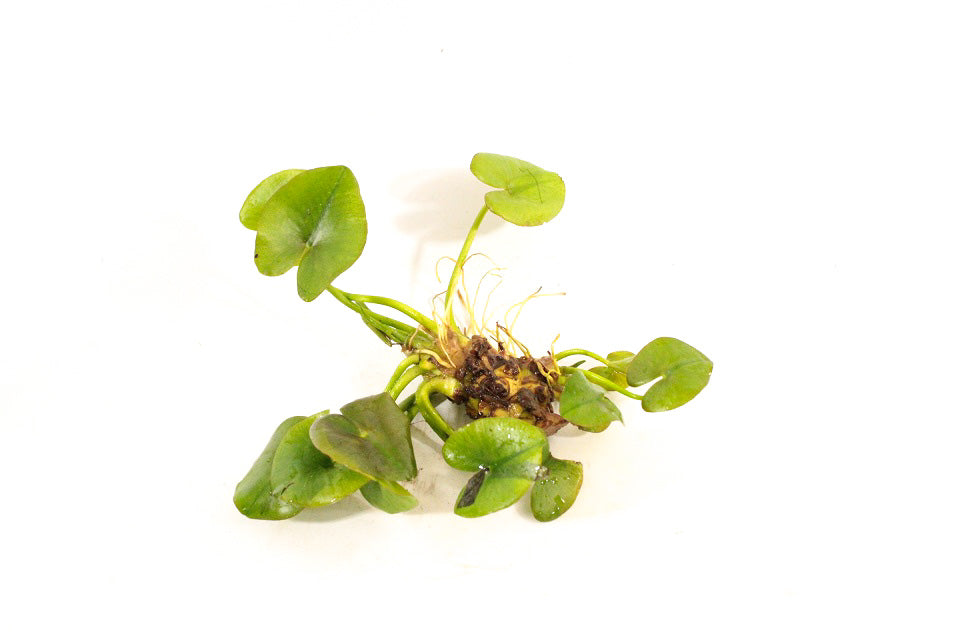 Nuphar Japonica - Aquascape -  Aquariumplanten