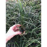 Ophiopogon Japonica