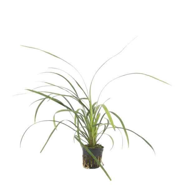 Ophiopogon Jaburan