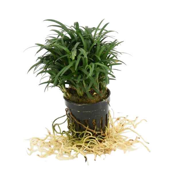 Ophiopogon Japonica Pussilus