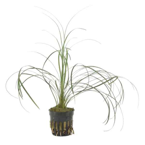 Ophiopogon Japonica