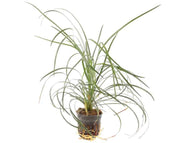 Ophiopogon Japonica