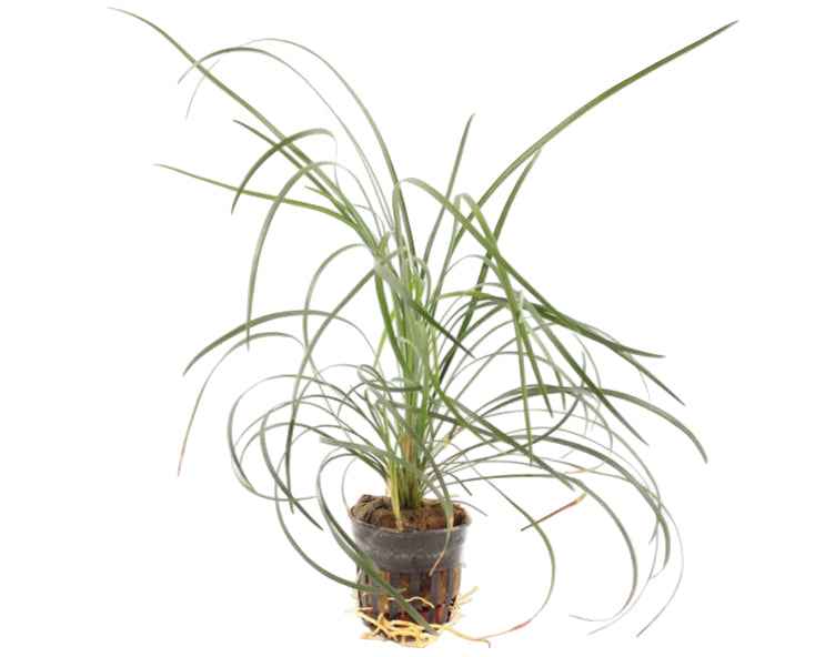 Ophiopogon Japonica
