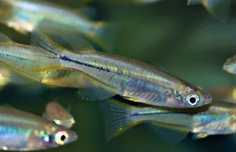 Celebes Rijstvisje