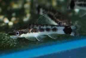 Otocinclus Affinis