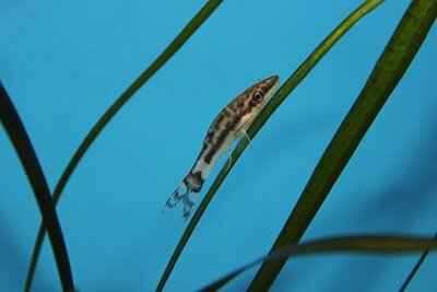 Otocinclus Vittatus