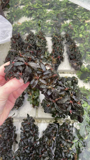 Kienhout met Bucephalandra Special