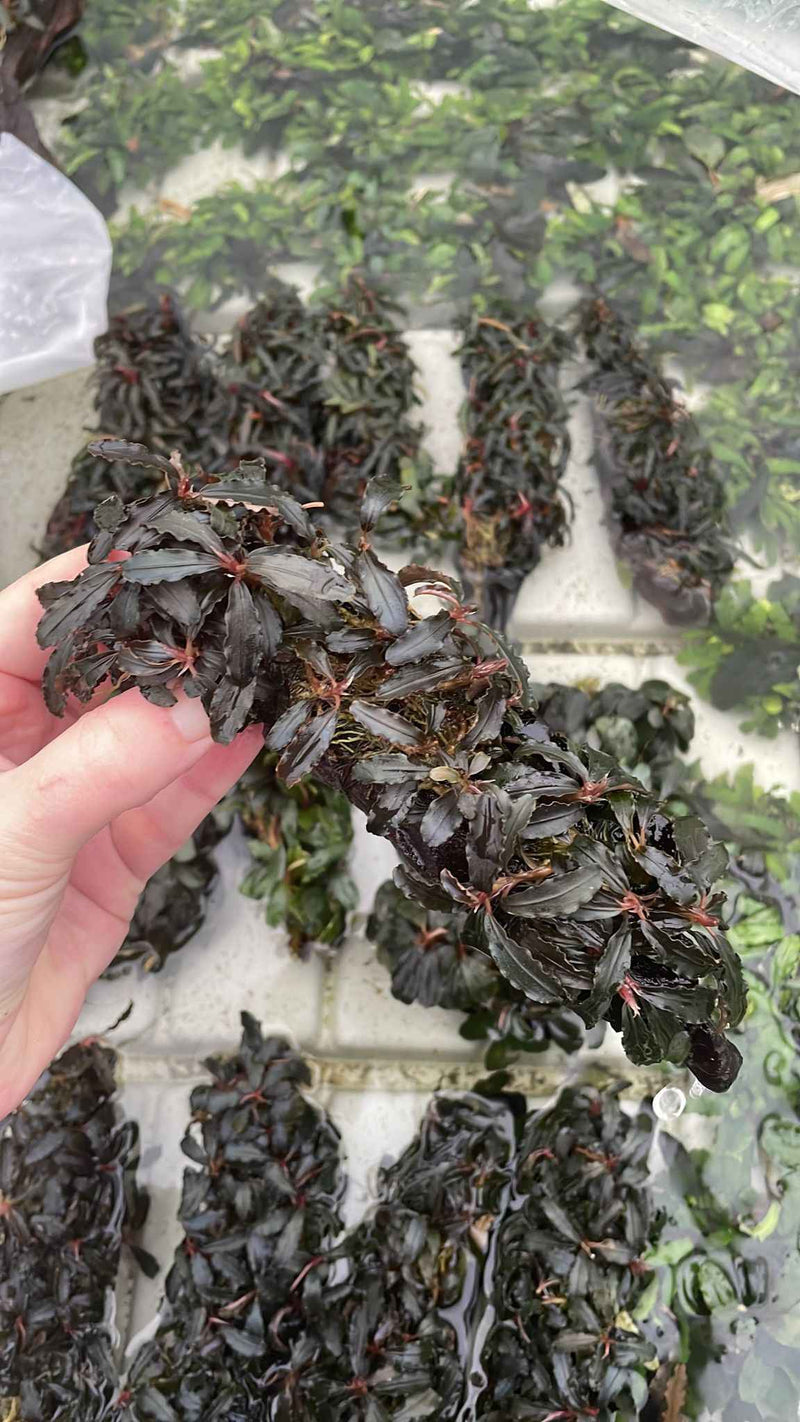 Kienhout met Bucephalandra Special