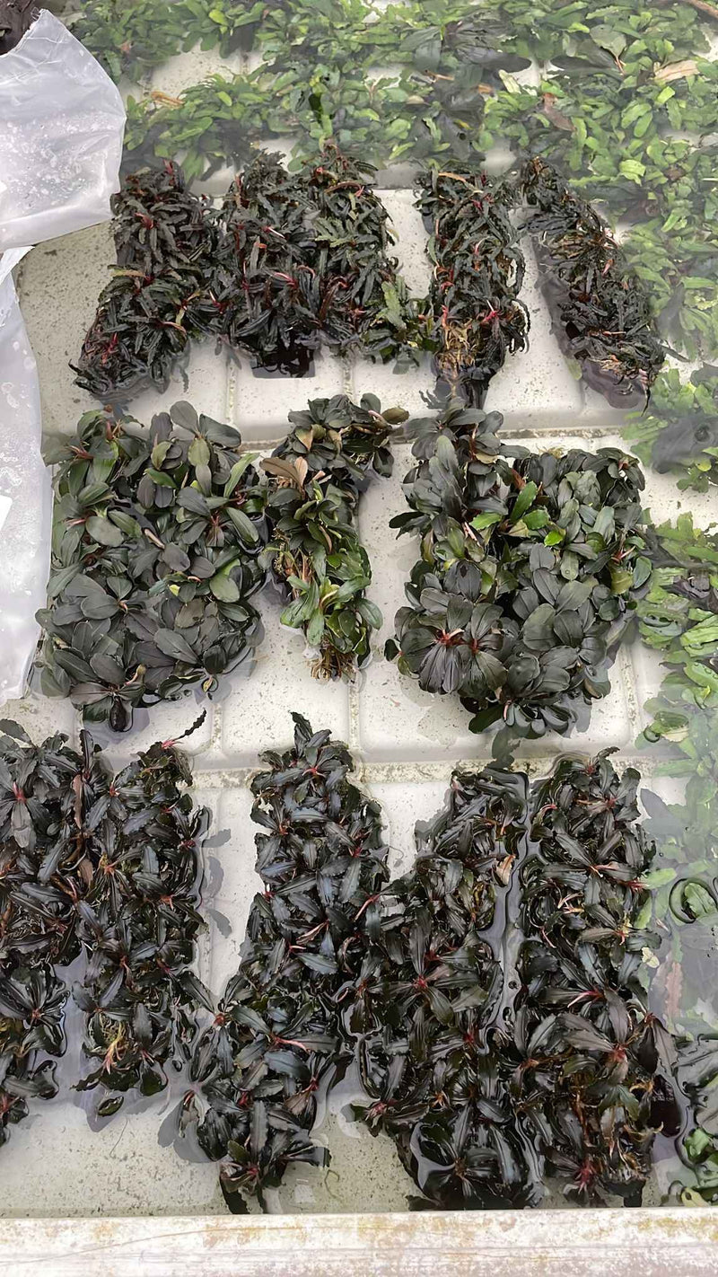 Kienhout met Bucephalandra Special