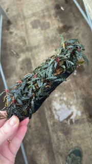 Kienhout met Bucephalandra Special