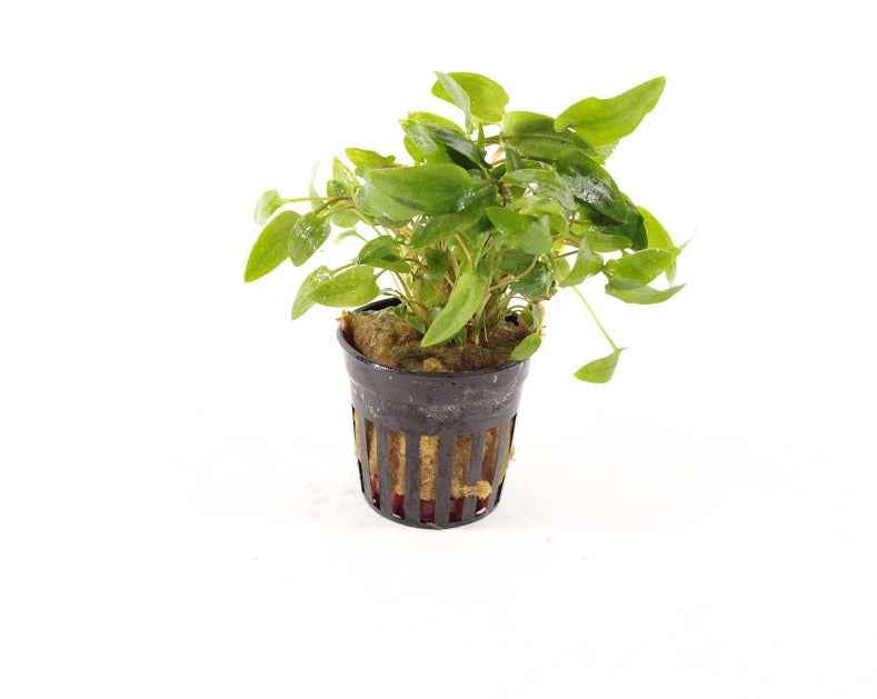Cryptocoryne Green 'Crisped Leaf'