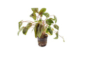 Cryptocoryne Tropica