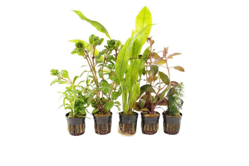 Premium Achterzone Aquariumplanten Mix