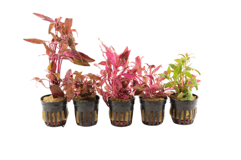Premium Alternanthera Aquariumplanten Mix