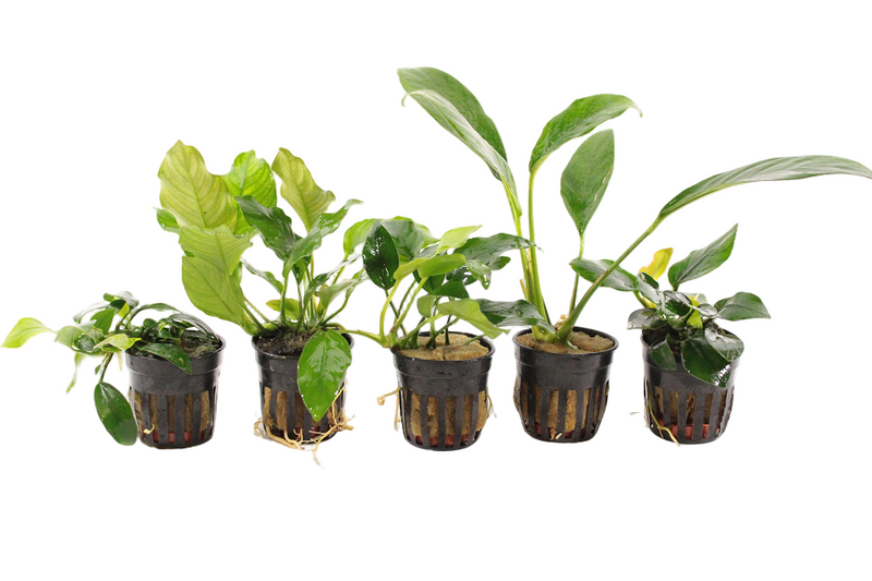 Premium Anubias Aquariumplanten Mix