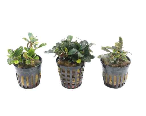 Premium Bucephalandra Aquariumplanten Mix
