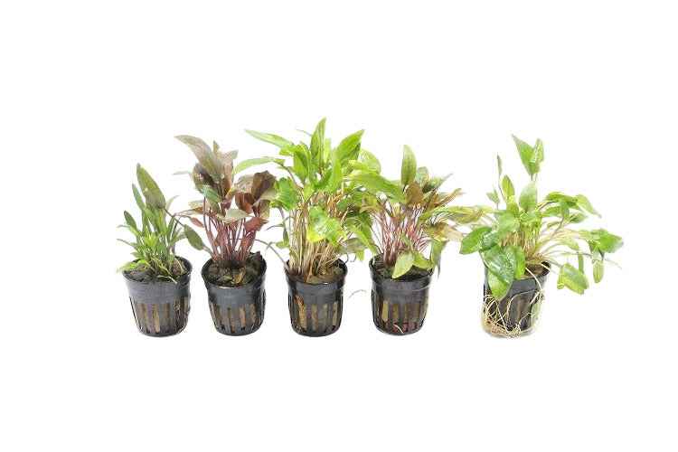 Premium Cryptocoryne Aquariumplanten Mix