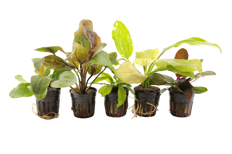 Premium Echinodorus Aquariumplanten Mix