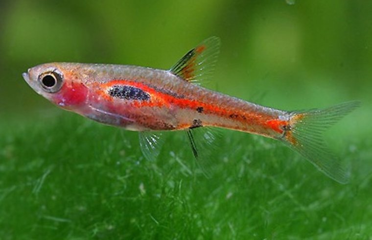 Boraras Merah - Phoenix Dwergrasbora - Aquariumvissen