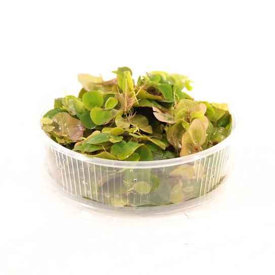 Drijfplanten Aquariumplanten Mix