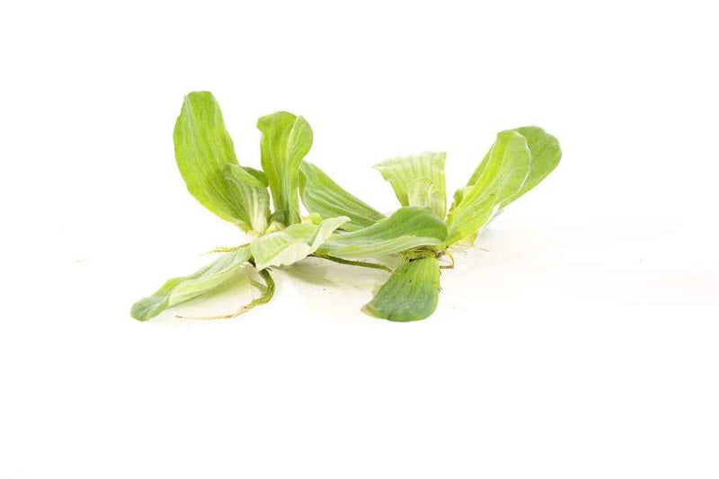Pistia Stratiotes