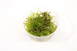 Plagiomnium Affine Pearl Mos - Aquascape - Aquariumplanten