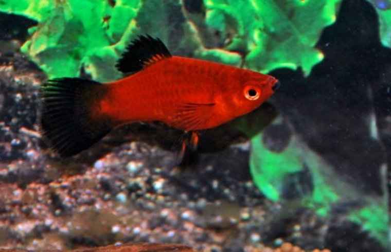 Platy Mixed