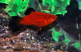 Platy Mixed - Xiphophorus Maculatus