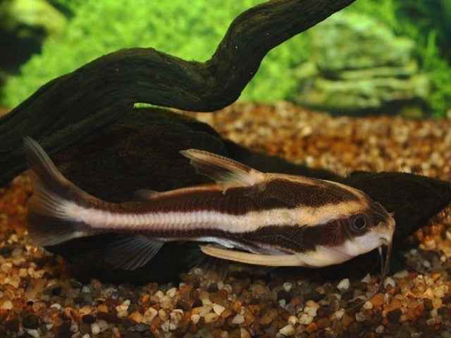 Platydoras Costatus