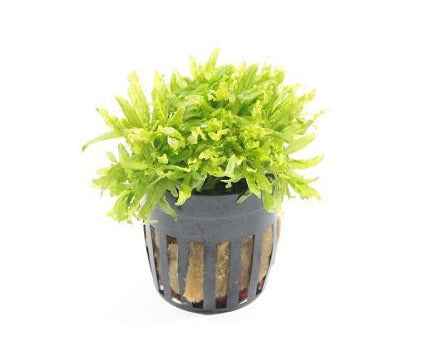 Pogostemon Helferi