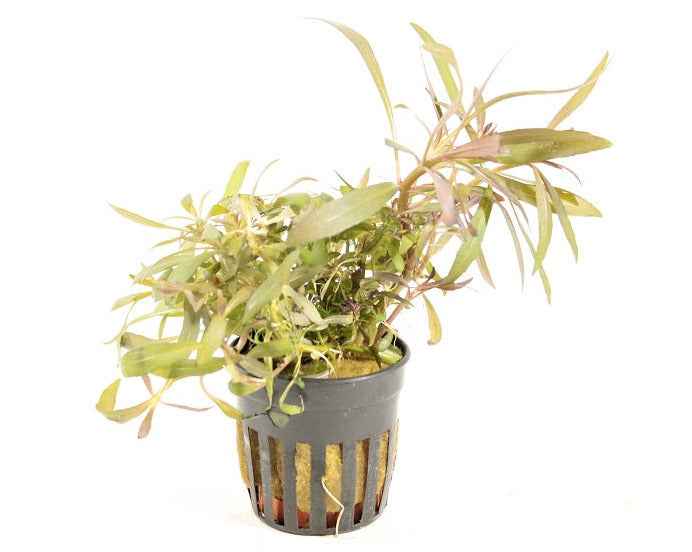Pogostemon Stellata / Eustralis