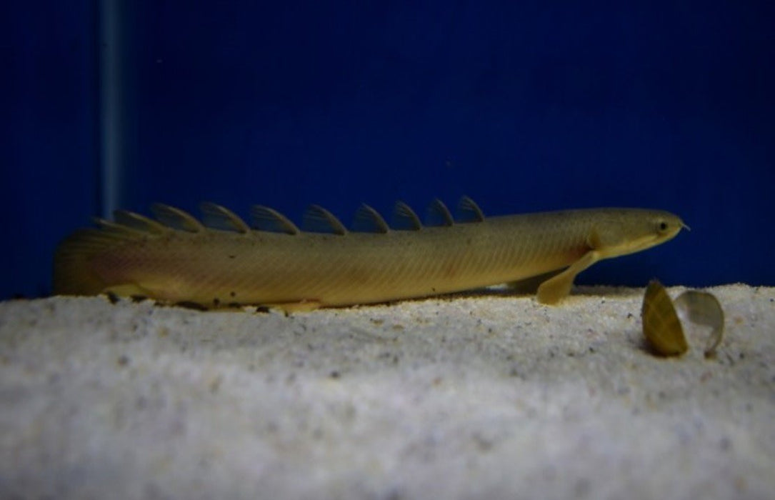 Polypterus Senegalus