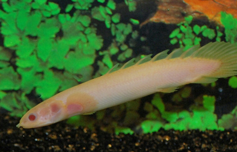 Polypterus Senegalus Albino