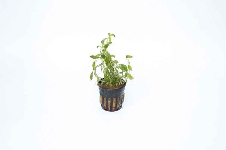 Proserpinaca Palustris - In Vitro