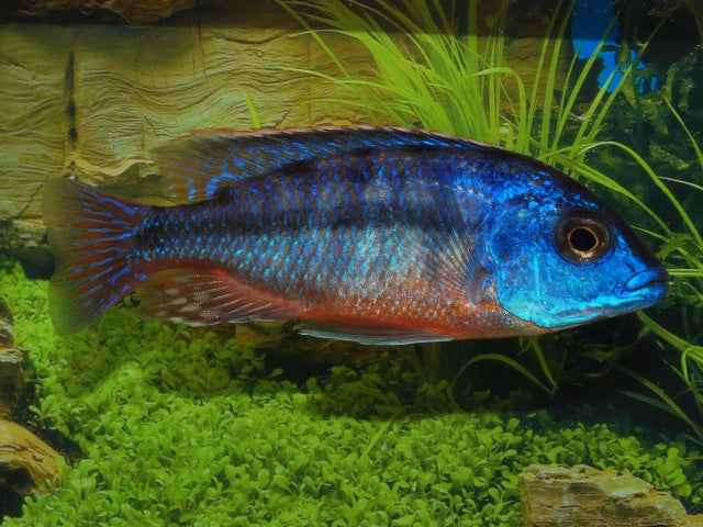 Protomelas Taeniolatus Boadzulu
