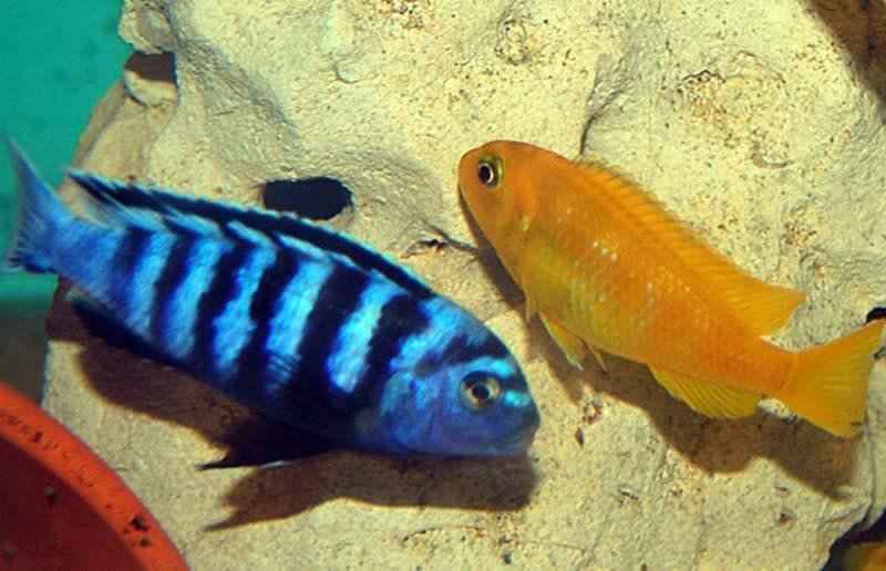 Pseudotropheus Saulosi