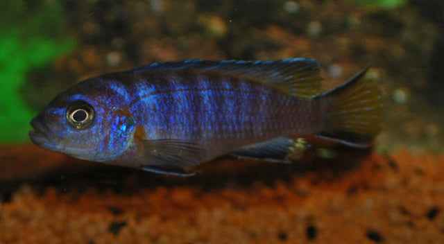 Pseudotropheus Elongatus Mpanga