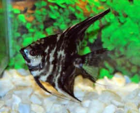 Pterophyllum Scalare Marble - Maanvis Marmer