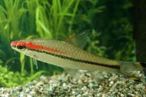 Puntius Denisonii - Torpedo Barbeel - Aquariumwinkel