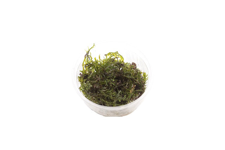 Riccardia Chamedryfolia Coral Moss - In Cup