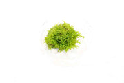 Riccia Fluitans - In Vitro