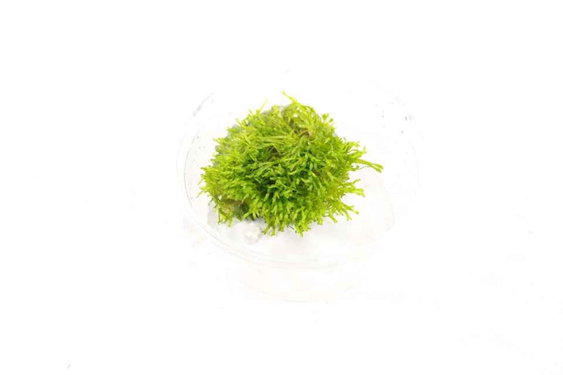 Riccia Fluitans - In Vitro